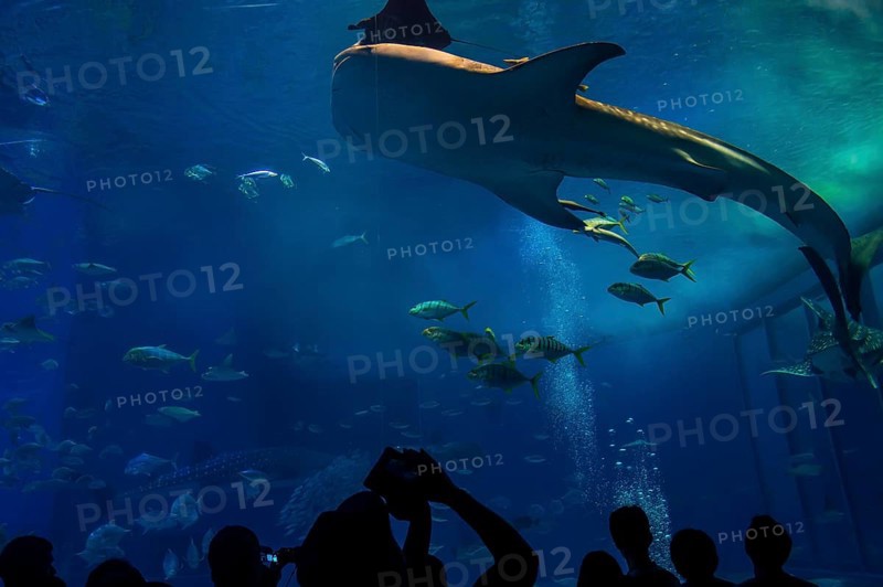 Whaleshark in the Churaumi Aquarium