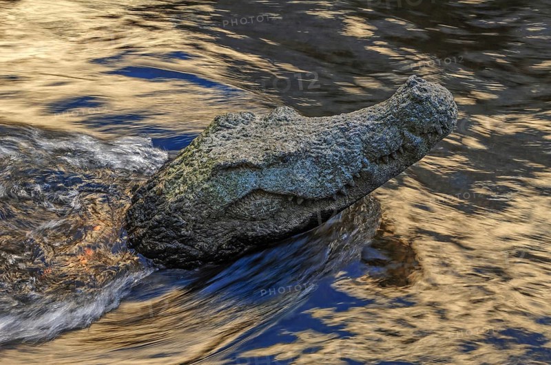 Granite sculpture of a crocodile in the trade canal by Ole Meinecke
