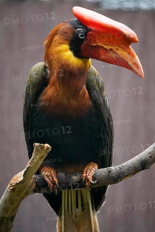 Rufous hornbill (Buceros hydrocorax)