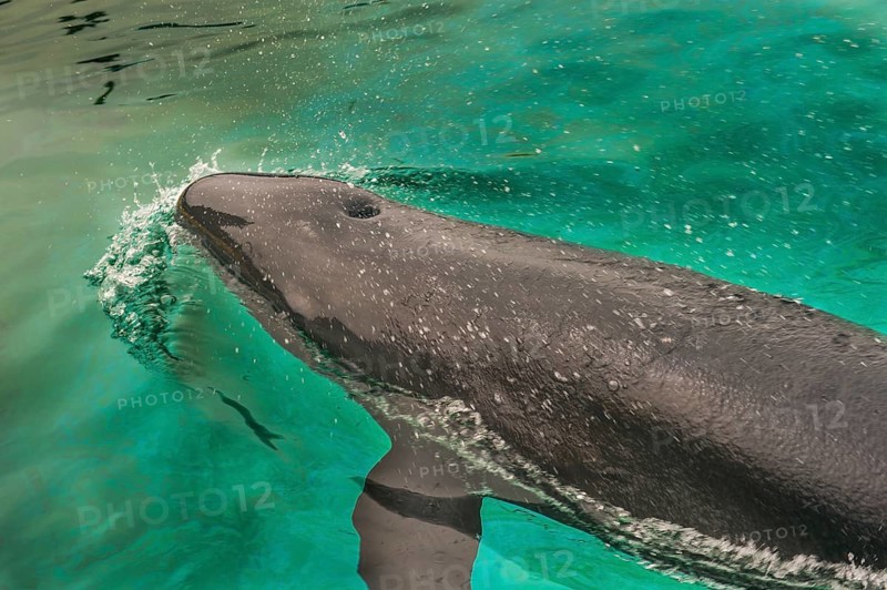 Short-finned Pilotwhale (Globicephala macrorhynchus)