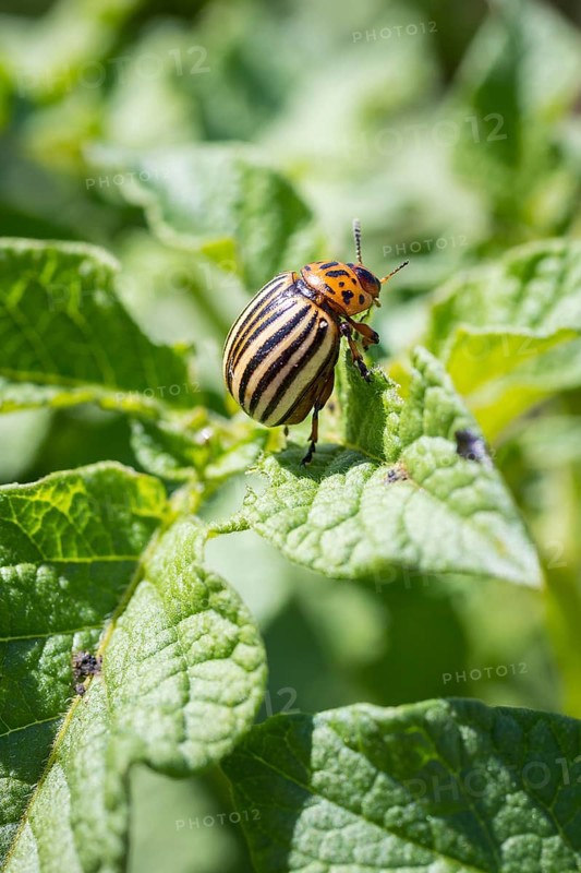 Colorado potato beetle (Leptinotarsa decemlineata) on the leaf of a potato (Solanum tuberosum)