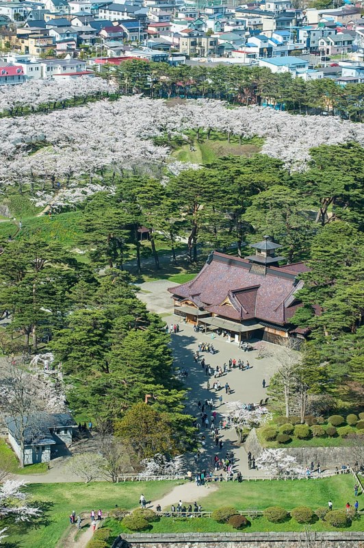 Star shaped Fort Goryokaku in the cherry blossom