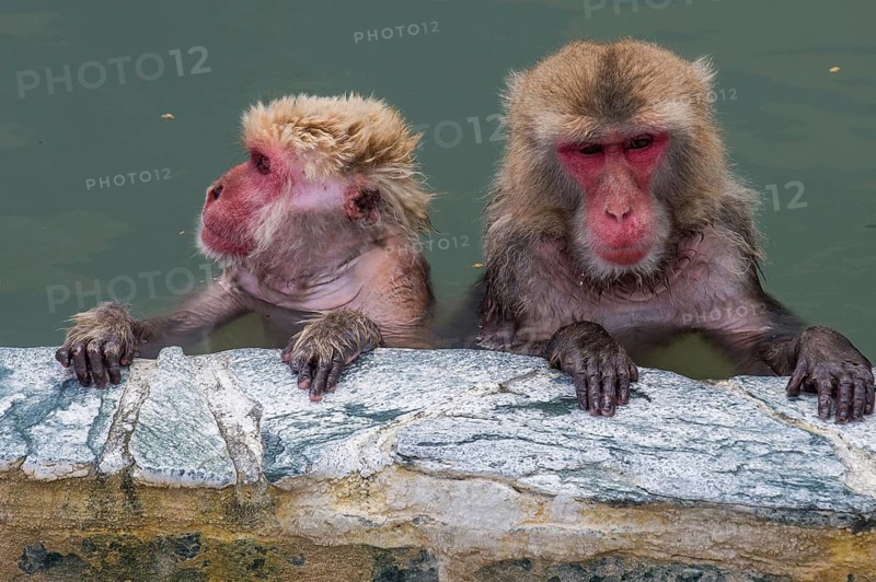 Hot-Tubbing Monkeys