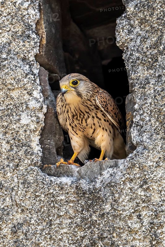 Common kestrel (Falco tinnunculus)