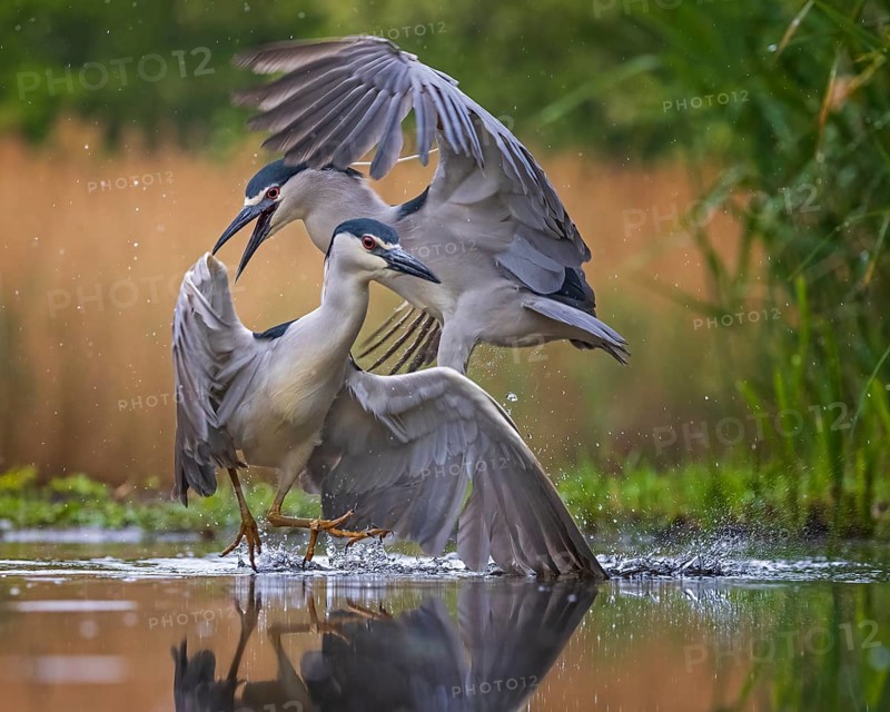 Black-crowned night heron (Nycticorax nycticorax) Fighting for the best territory