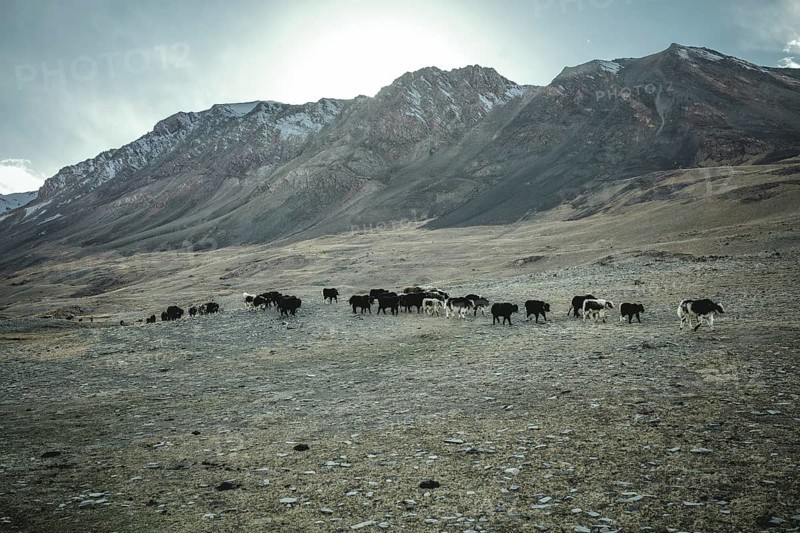 Yak herd