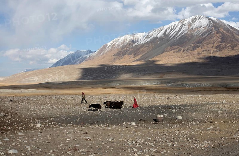 A Kyrgyz woman in traditional traditional costume and a man bring three yaks for milking to Bozai Gumbaz
