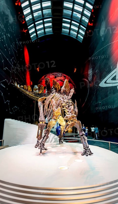Skellet of a Stegosaurus dinosaur