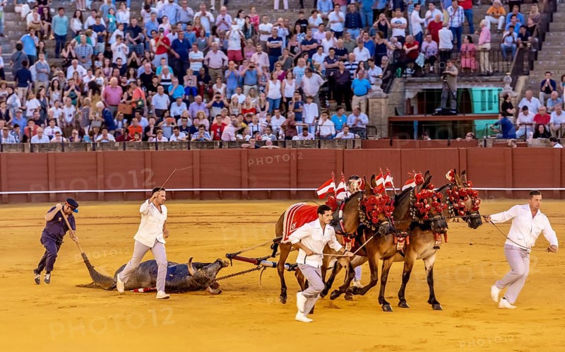 Bull being pulled through the arena on horses to pay tribute