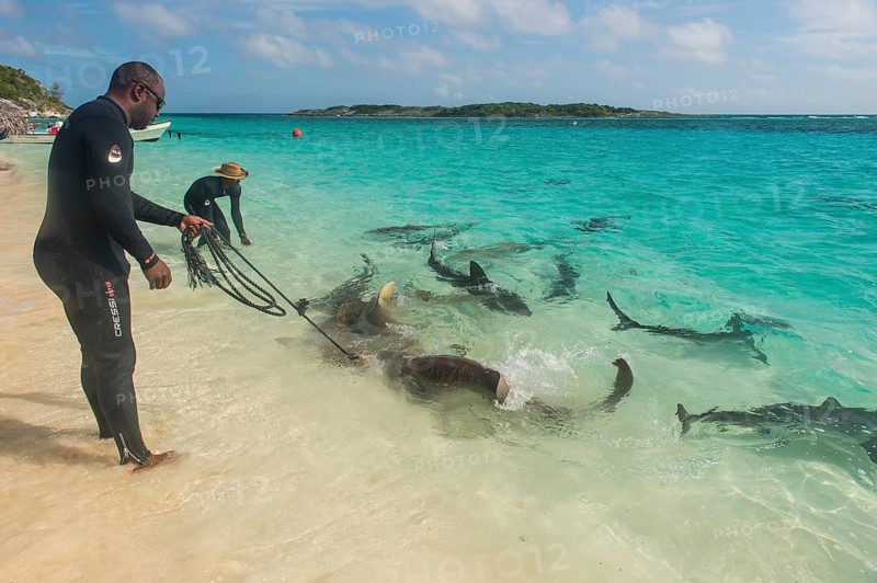 Local guides feeding lemon and reef sharks in the turquoise wateres of the Exumas