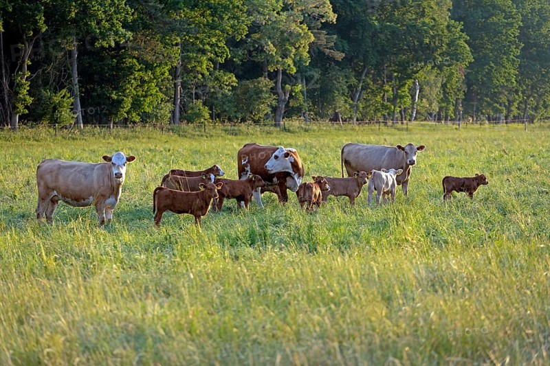 Cattle on pasture