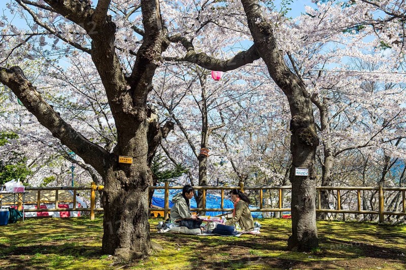 Picknick under Cherry blossom trees in the Hakodate park