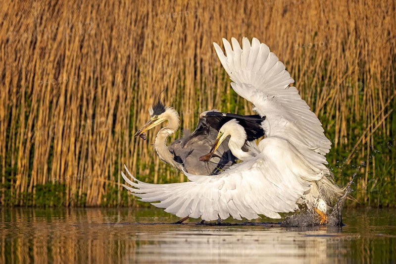 Grey heron (Ardea cinerea) and Great egret (Casmerodius albus) fighting over caught fish