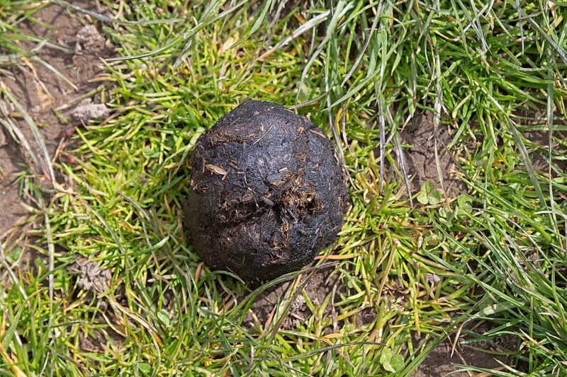 Horse apple