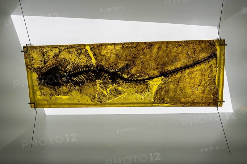 Well preserved fossils in the Unesco world heritage site Messel pit