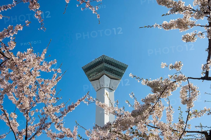 Viewing plattform in the cherry blossom trees