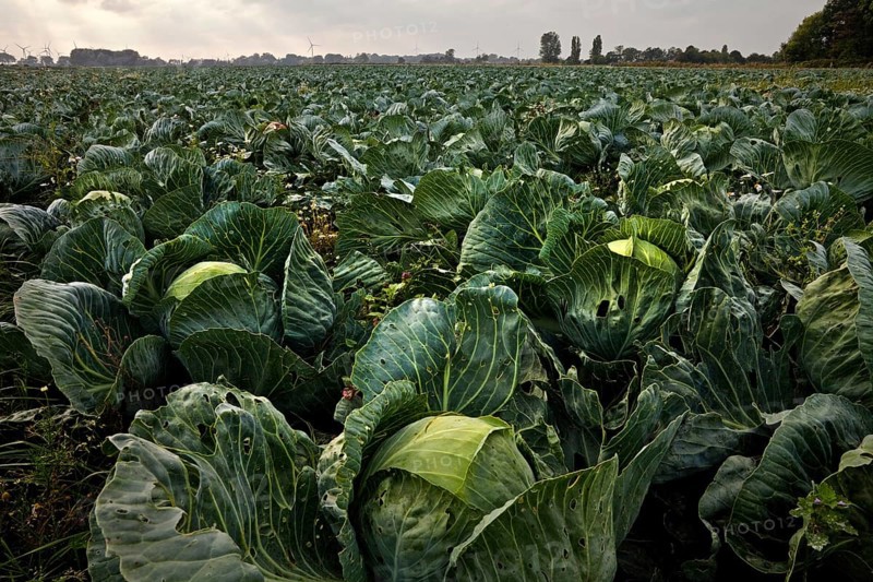 Kale field