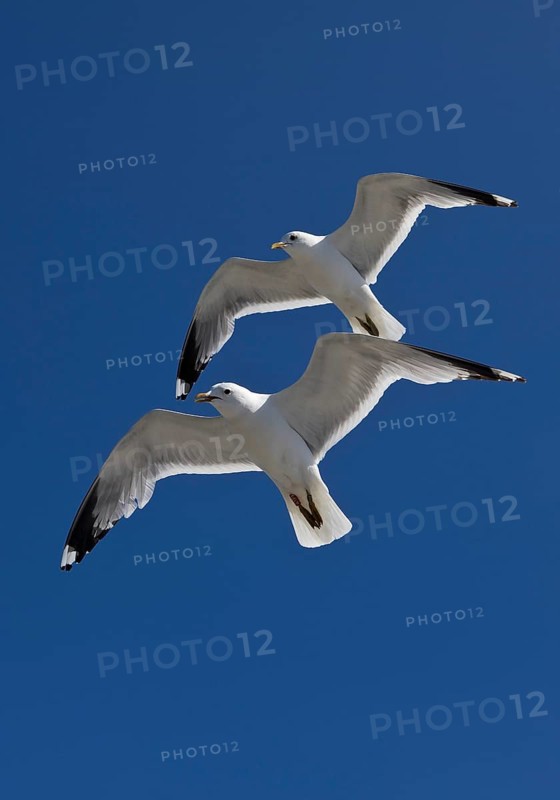 Two Gulls (Larus canus) flying synchronously with a recognisable hand-wing pattern