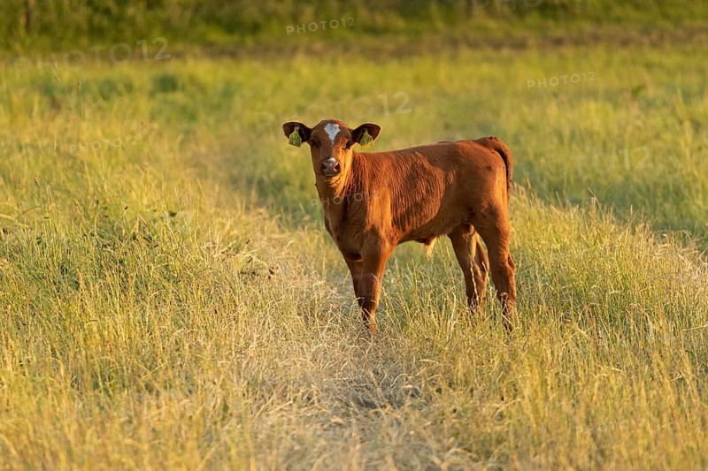 Calf at pasture