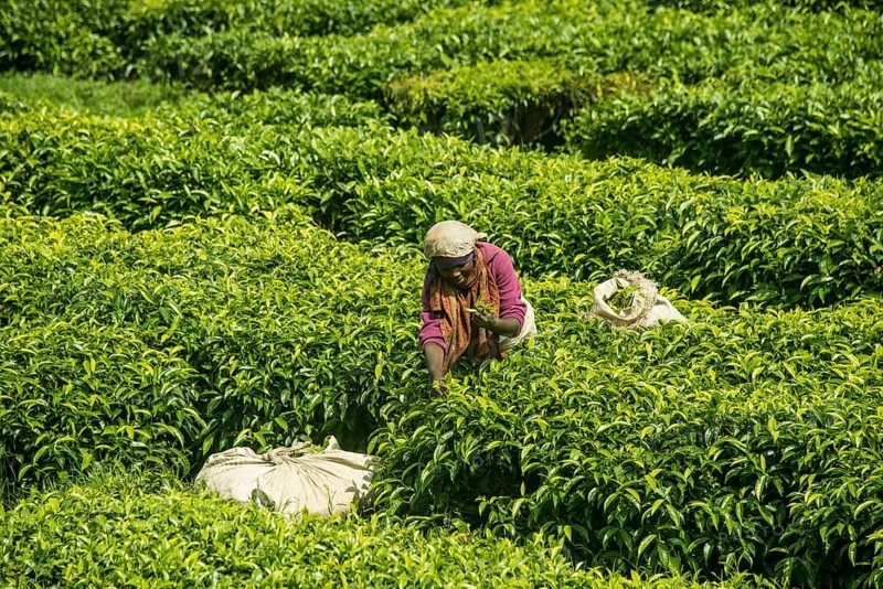 Tea worker working on a Tea plantation in the Virunga mountains