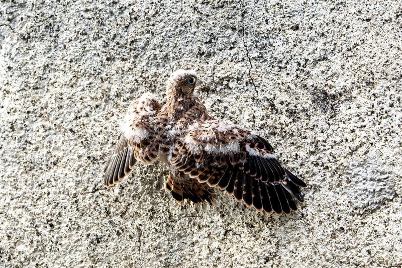 Common Common Kestrel (Falco tinnunculus)
