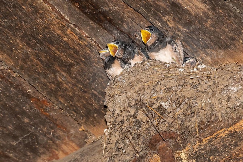 Barn swallow (Hirundo rustica)