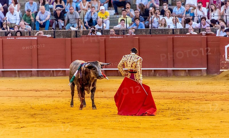Matador with muleta in front of bull