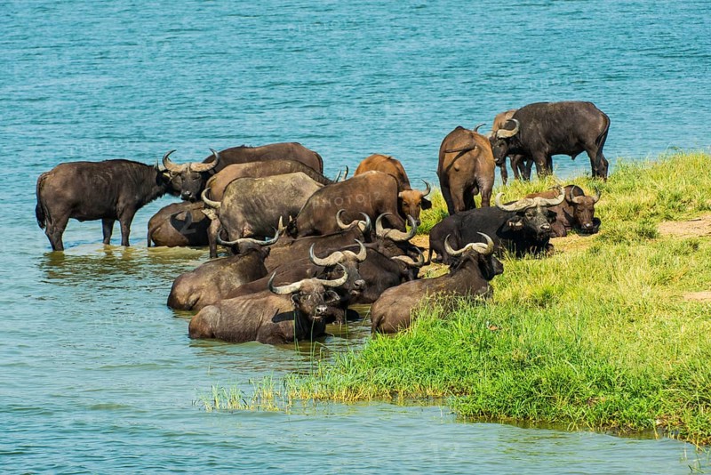 African buffalos (Syncerus caffer) or Cape buffalo