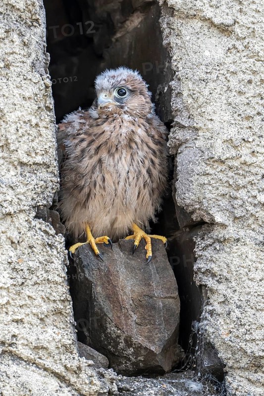 Common Common Kestrel (Falco tinnunculus)