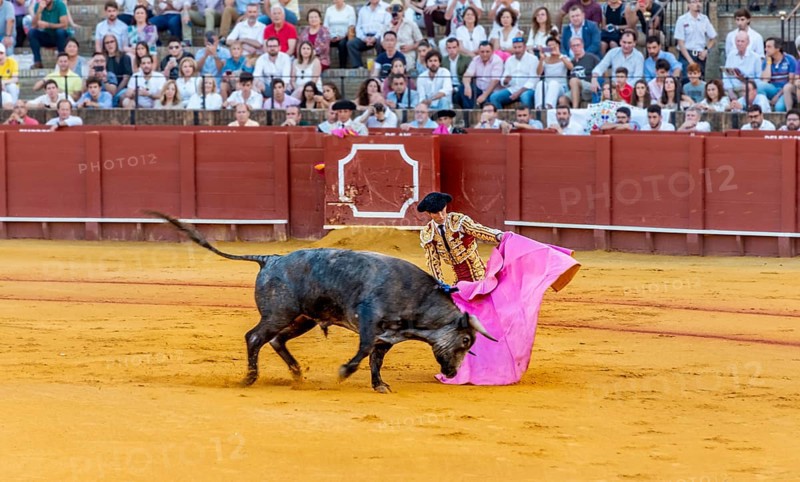 Banderillero with capa in front of bull