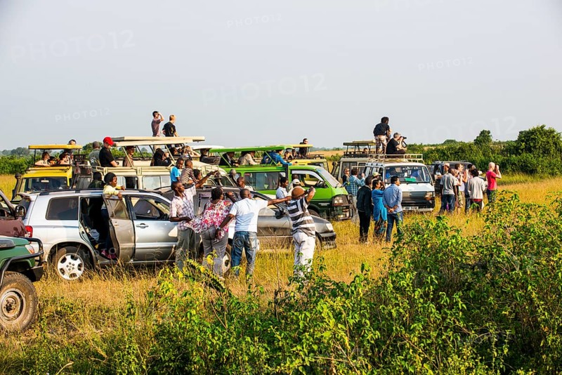 Many tourist jeeps watching one lion in the distance