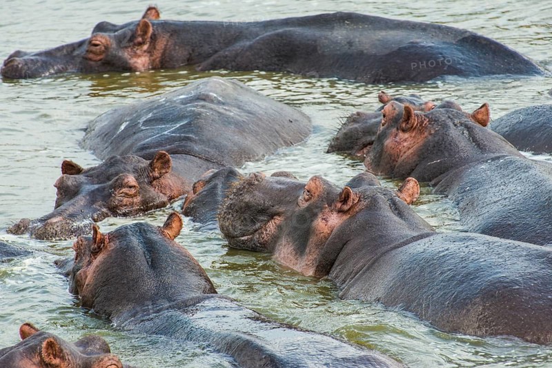 Hippopotamus (Hippopotamus amphibius) goup bathing in the water. Queen Elizabeth National Park