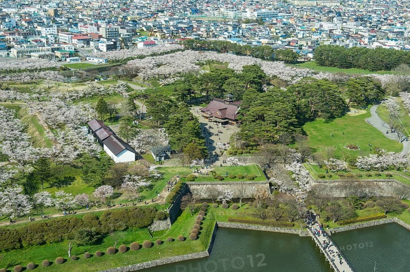 Star shaped Fort Goryokaku in the cherry blossom