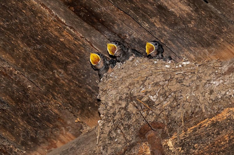 Barn swallow (Hirundo rustica)