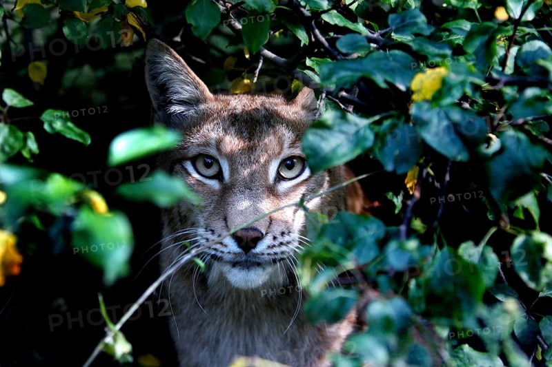 Lynx