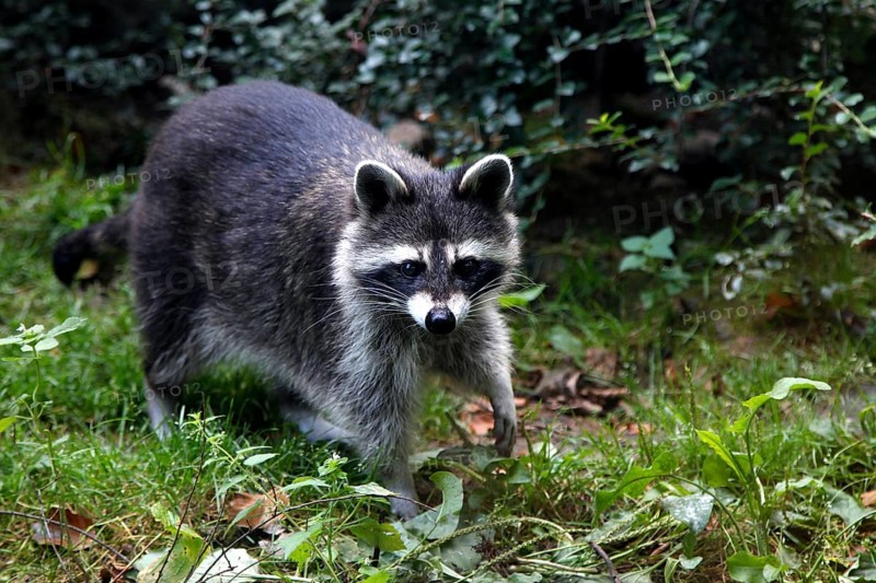 Raccoon