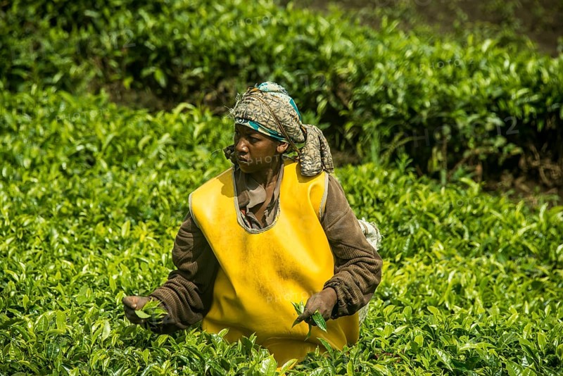 Tea plantation in the Virunga mountains