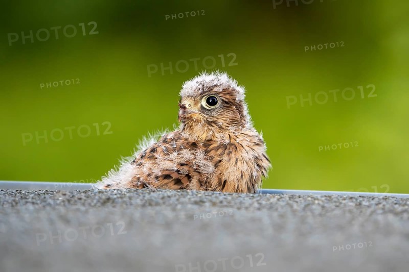 Common Common Kestrel (Falco tinnunculus)