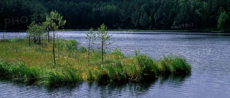Floating island or oscillating grass in the Zakret Nature Reserve