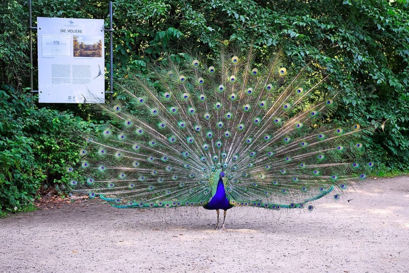 Indian peafowl (Pavo cristatus) Beating a wheel