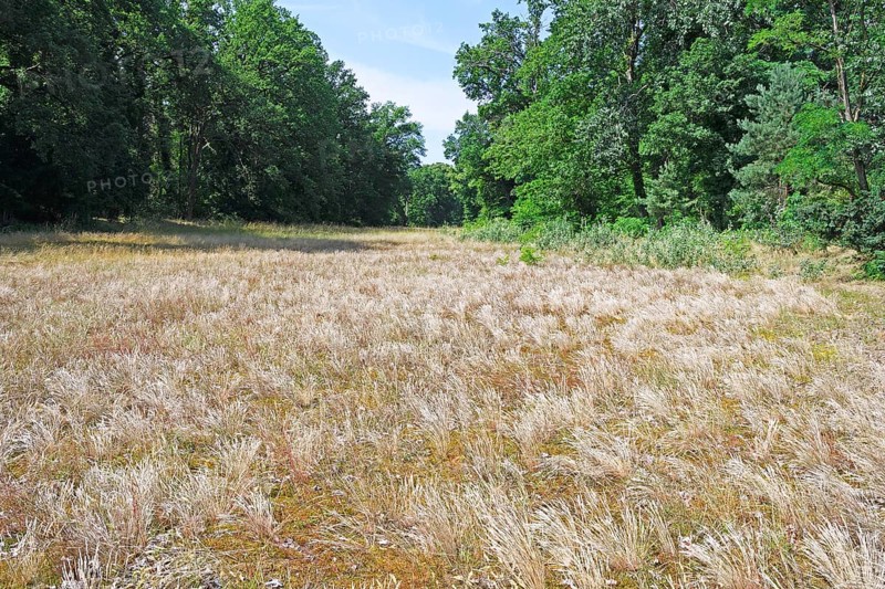 Typical landscape
