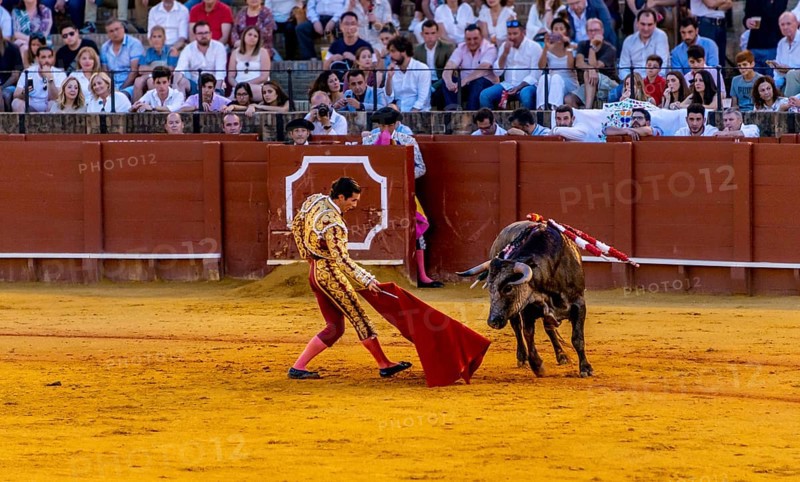 Matador with muleta with running bull