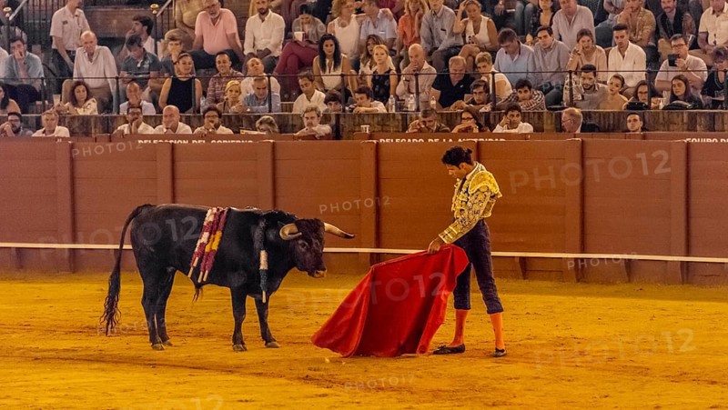 Matador with muleta standing in front of bull