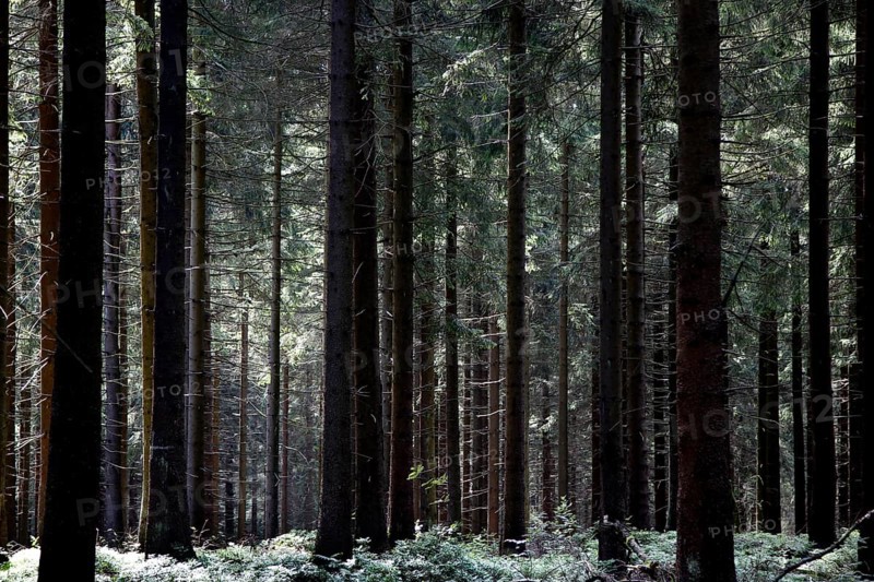 Thuringian Forest