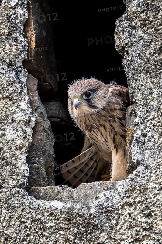 Common Common Kestrel (Falco tinnunculus)
