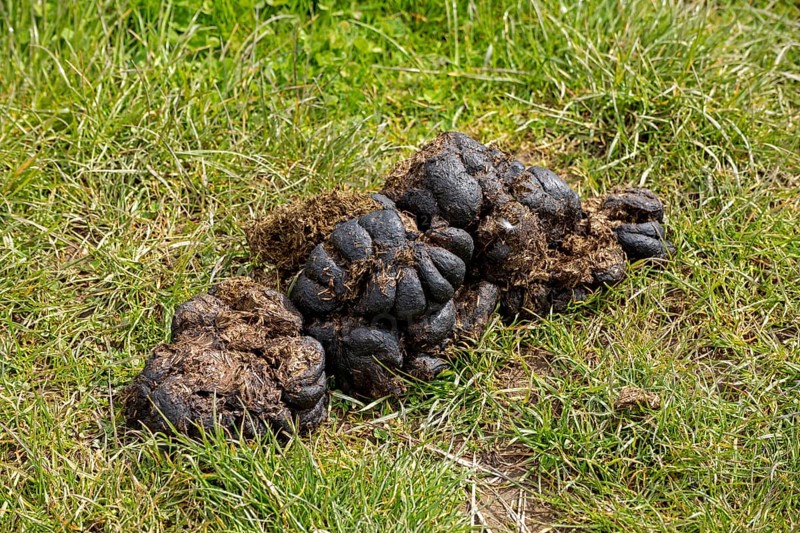 Horse droppings