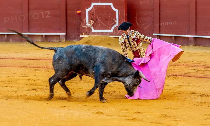 Banderillero with capa with running bull