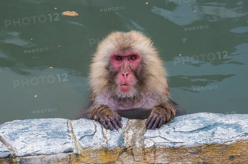 Hot-Tubbing Monkeys