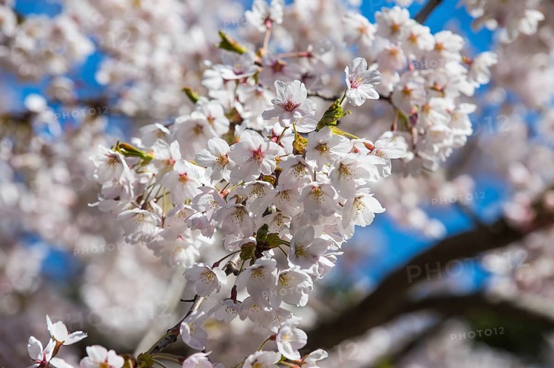 Close up from Cherry blossom in the Hakodate park