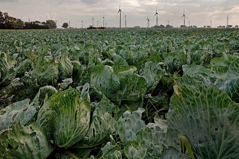 Kale field